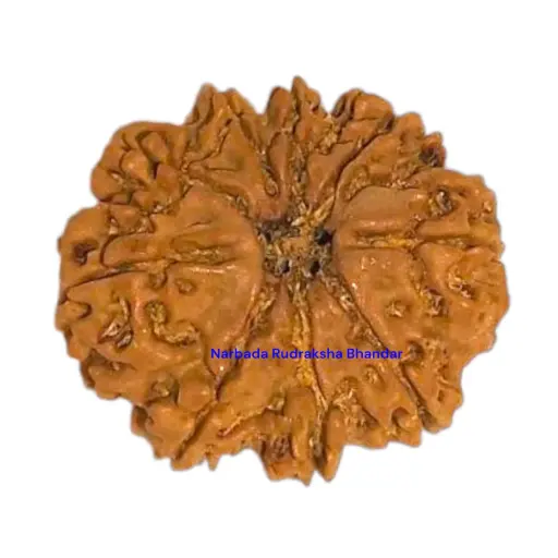 8 Mukhi Rudraksha