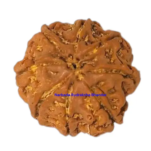 8 Mukhi Rudraksha