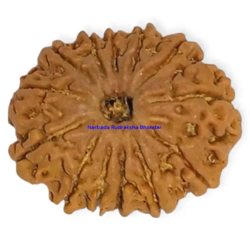 9 Mukhi Rudraksha