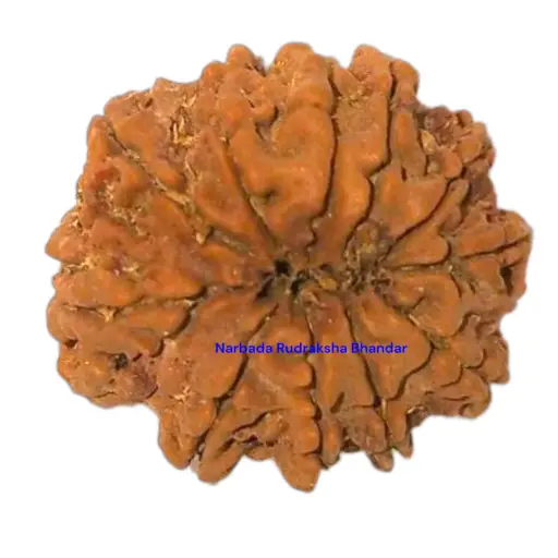 10 Mukhi Rudraksha