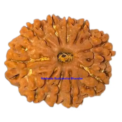 13 Mukhi Rudraksha