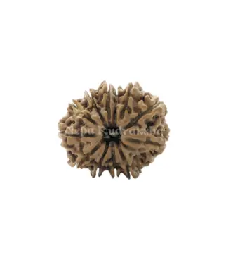 2 mukhi rudraksha Bead