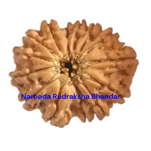 14 Mukhi Rudraksha
