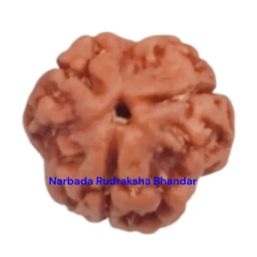 3 Mukhi Rudraksha