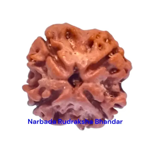 4 Mukhi Rudraksha