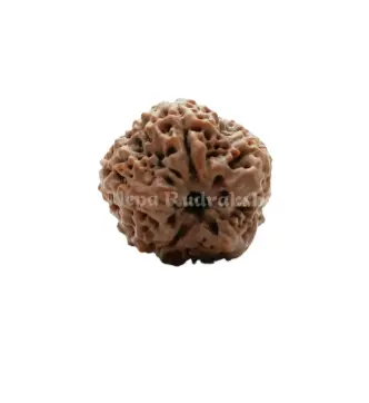 Nirakar (0 mukhi ) Rudraksha
